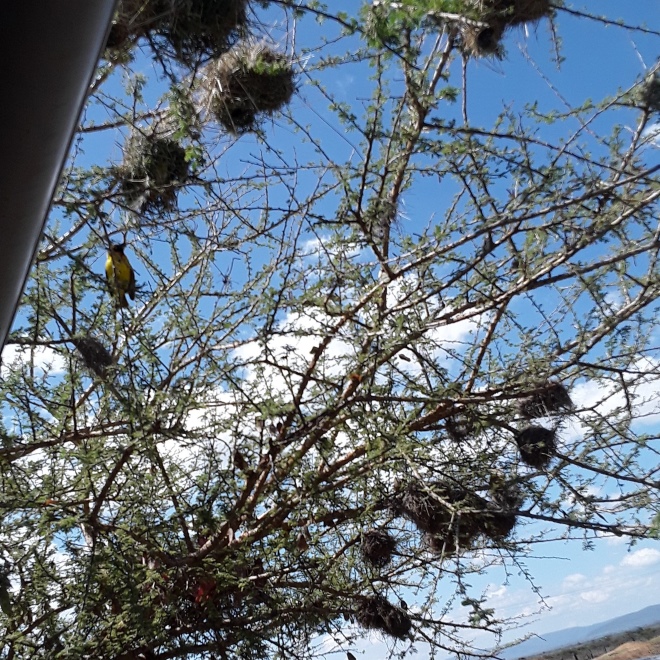 Bird nests