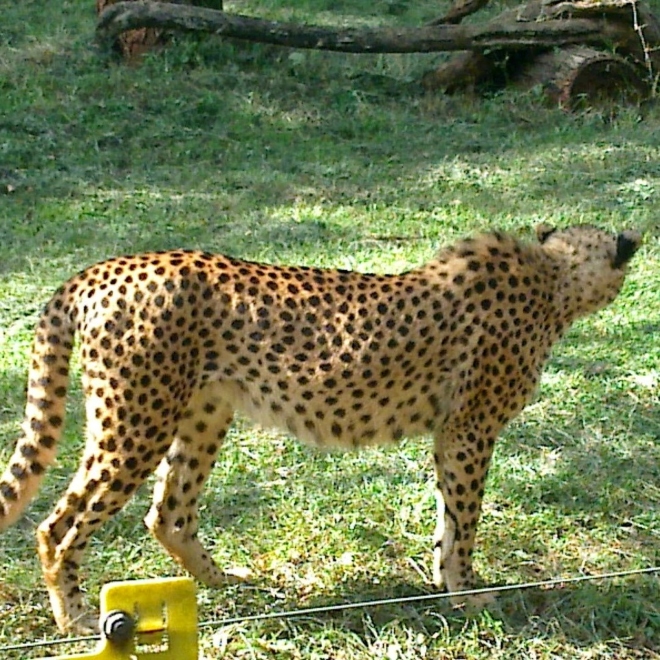 Cheetah